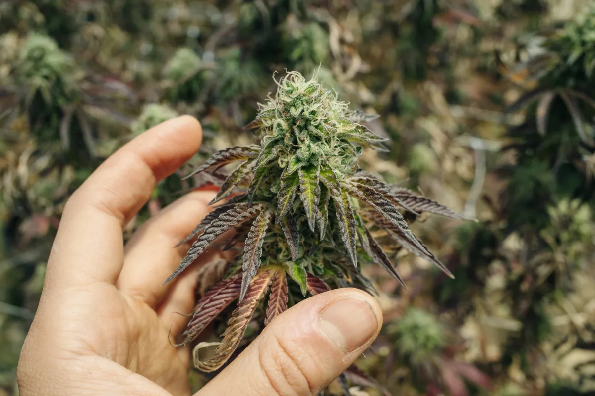 Close-up of a hand inspecting a mature cannabis plant, showcasing cultivation monitoring supported by cannabis seed to sale software solutions.