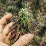 Seed-to-Sale Cannabis Software: Ensuring Full Compliance and Transparency