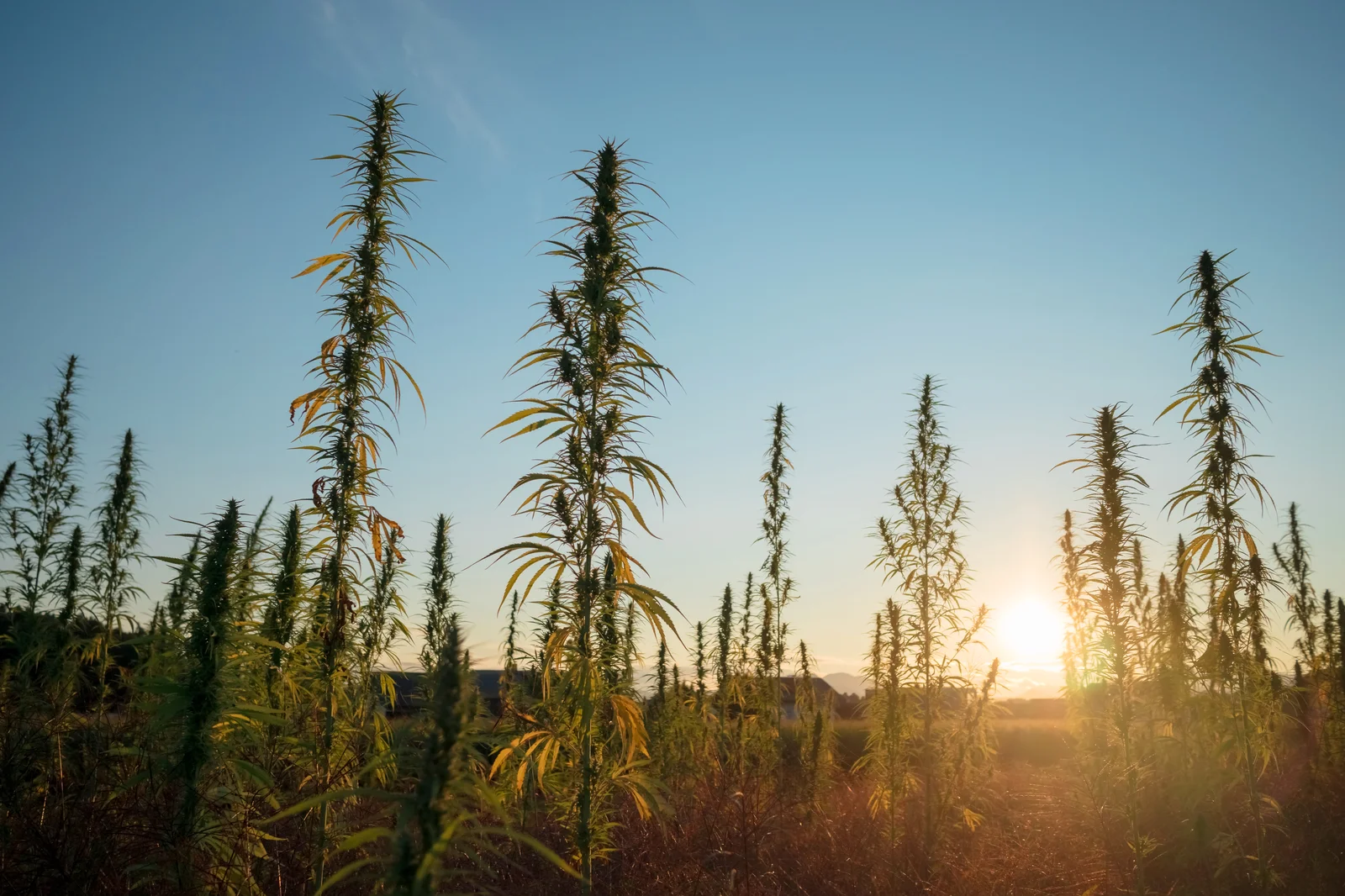 A scenic view of tall hemp plants growing in an open field under the warm glow of a setting sun. The serene natural backdrop represents the agricultural roots of CBD production and highlights the quality sourcing associated with the Top 10 Dispensaries in Minnesota.