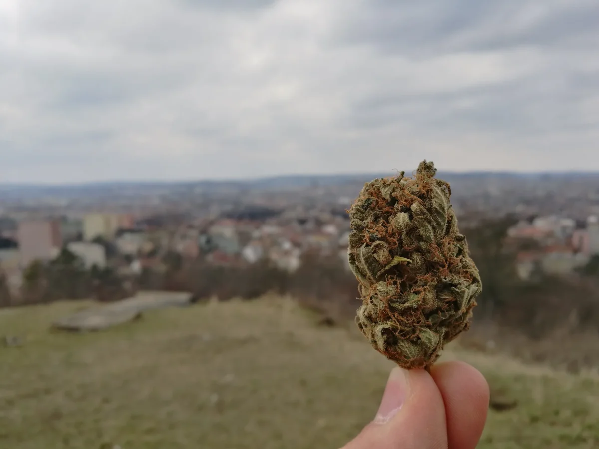 A hand holds a single, detailed cannabis bud in focus, with an urban city skyline blurred in the distance under a cloudy sky. This image symbolizes the intersection of urban culture and natural wellness, as promoted by the Top 10 Dispensaries in Minnesota.