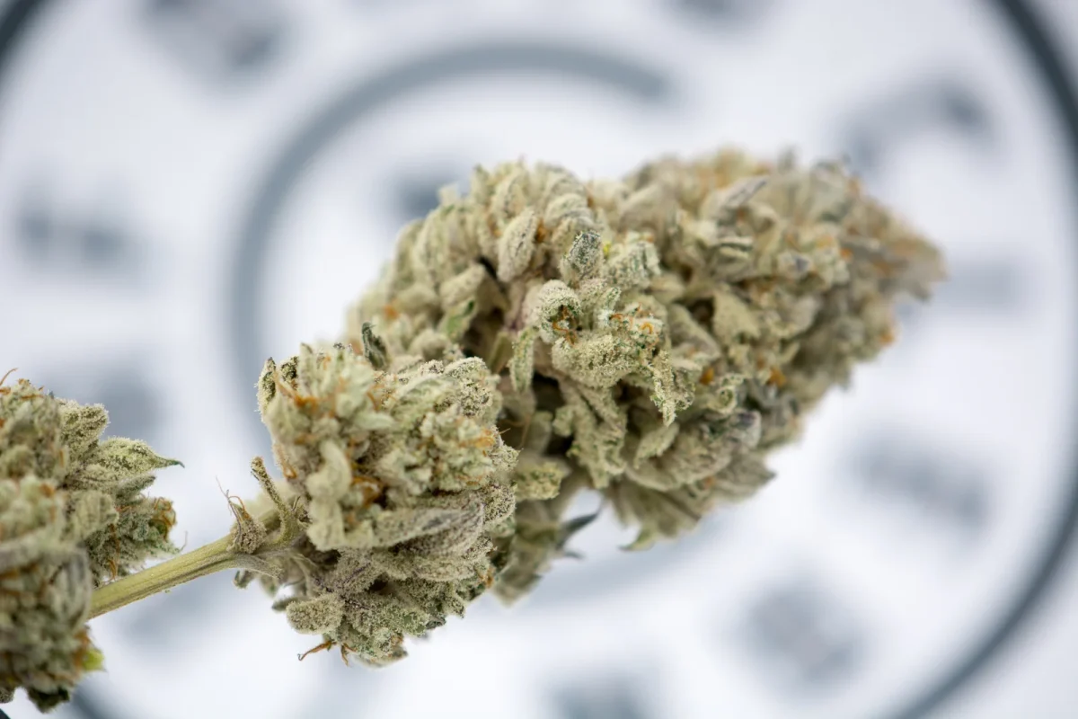 Close-up of a dried cannabis bud in front of a blurred background, symbolizing cultivation success under a Cannabis Growing License.