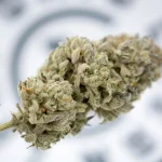 Understanding the Commercial Cannabis Growing License