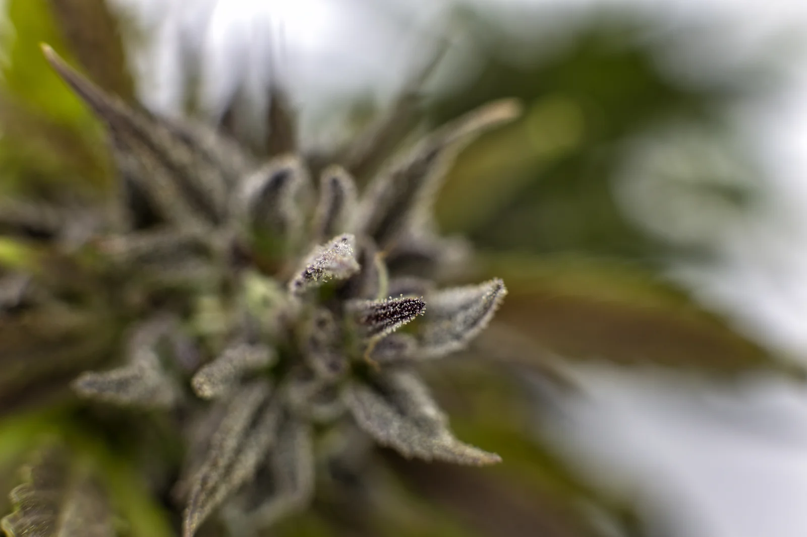 Detailed macro shot of a frosty cannabis flower showcasing trichomes, representing premium quality from a licensed Cannabis Growing License operation.