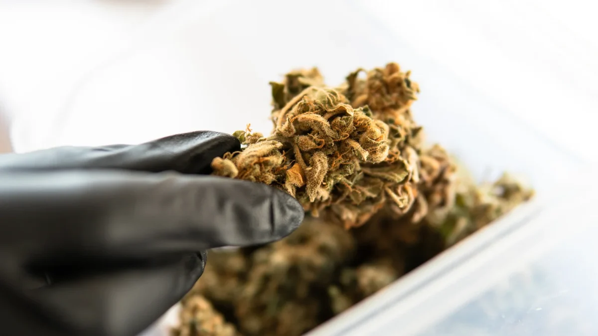 Gloved hand inspecting cannabis buds for signs of cannabis spider mites, ensuring product quality and pest-free cannabis storage conditions.