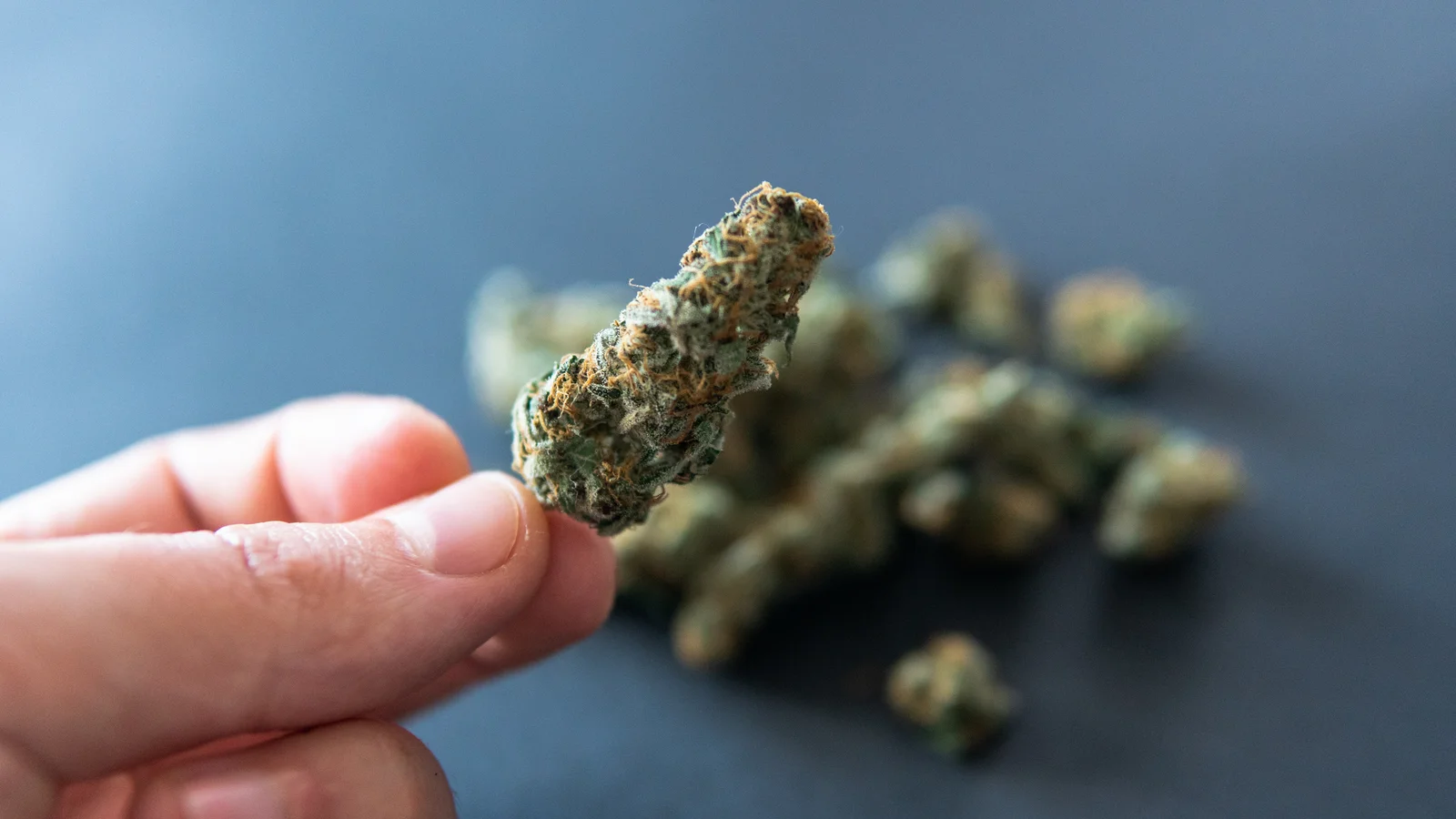 Close-up of a hand holding a cannabis bud while checking for cannabis spider mites infestation, maintaining healthy cultivation practices.