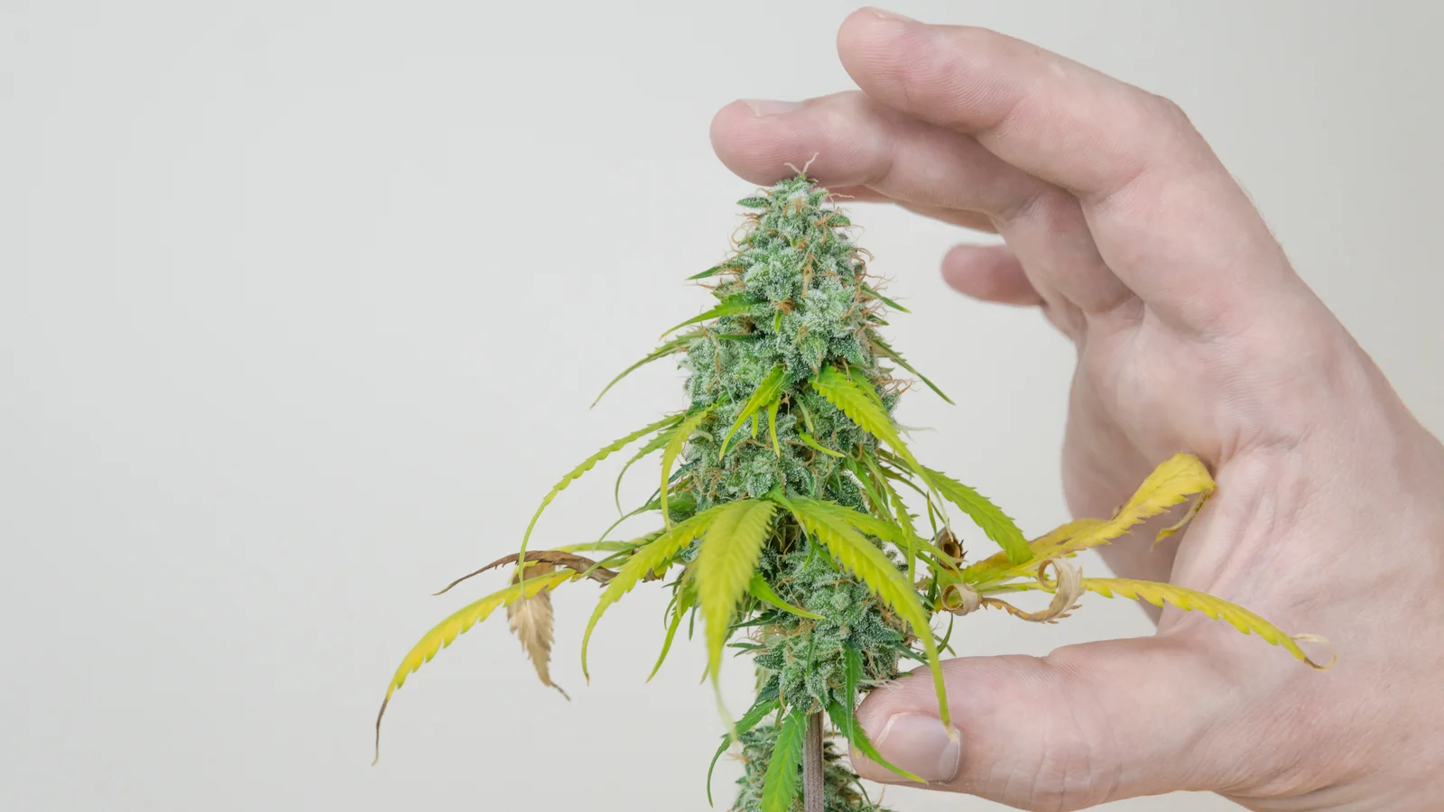Person holding a mature cannabis plant with dense buds and yellow leaves, illustrating legal cultivation under a Cannabis Growing License.