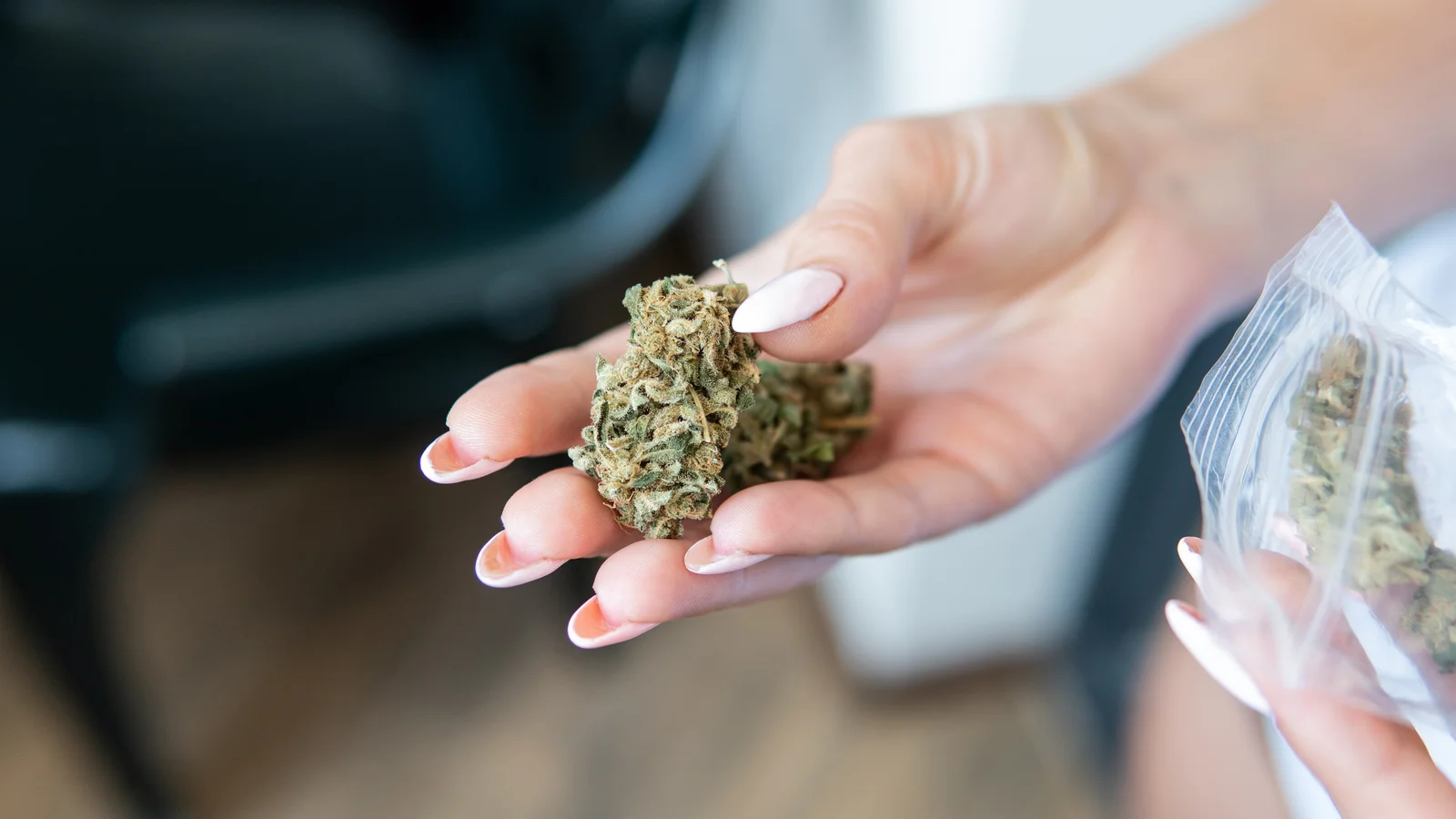A person holding dried buds from a healthy cannabis blooming plant, displaying product quality for packaging or inspection.