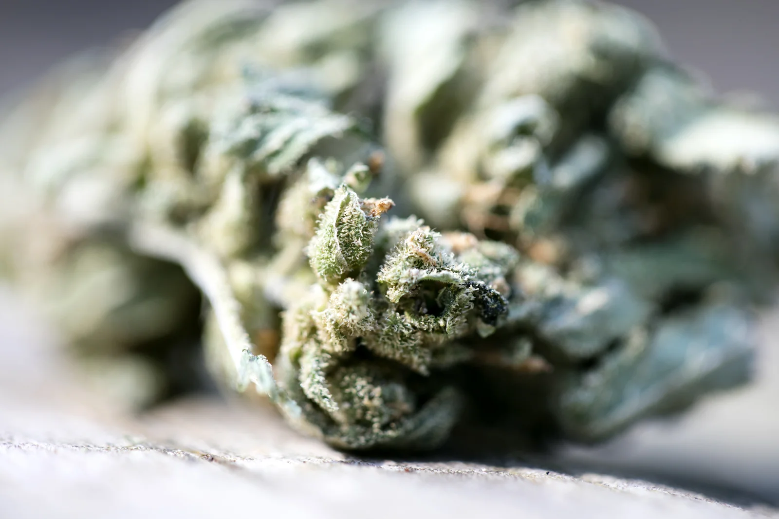 Macro view of a dried cannabis bud with visible trichomes, illustrating the high cultivation standards followed by Health Canada cannabis license holders.