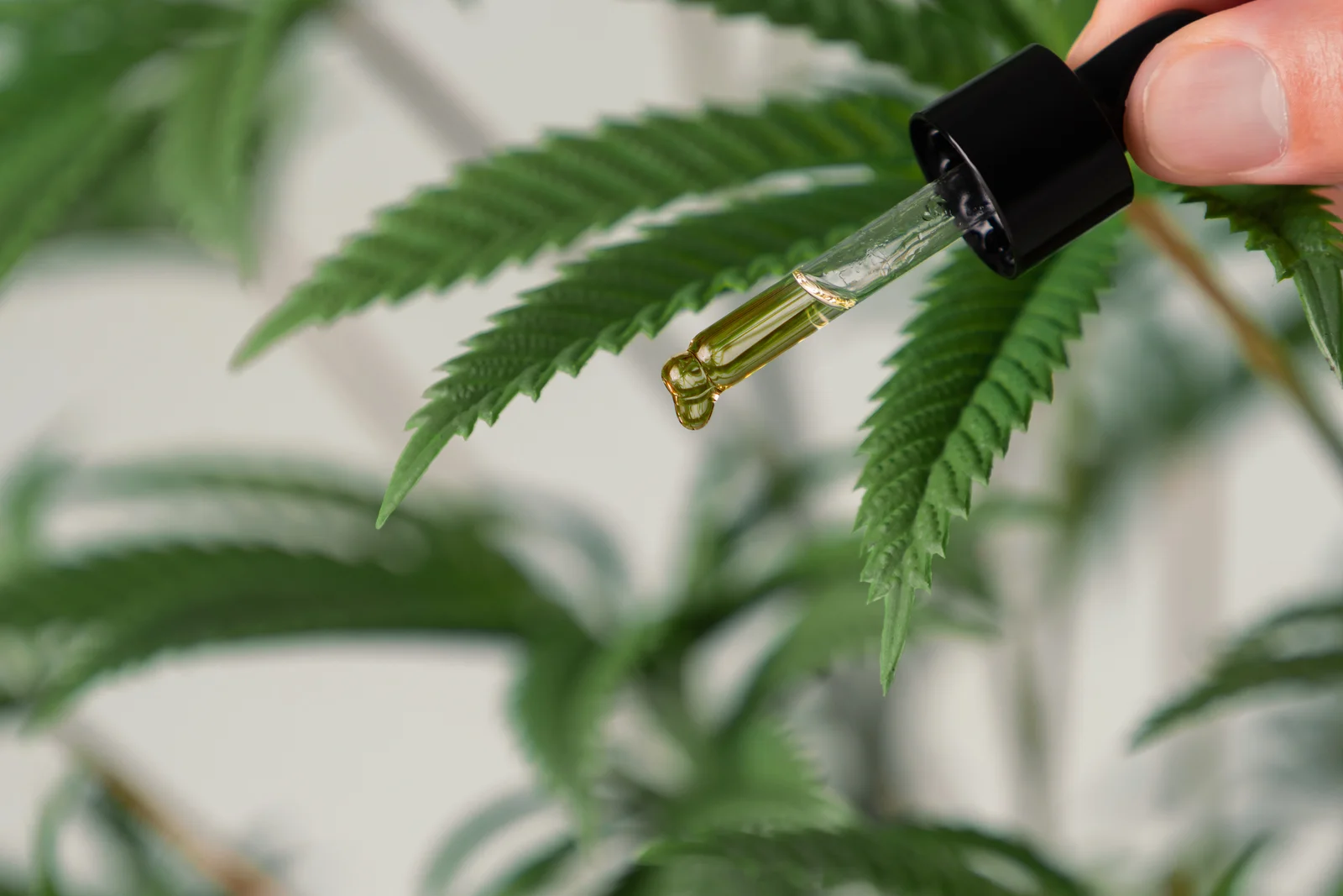 A dropper with golden oil held near a hemp leaf, illustrating the process of extracting terpenes from cannabis for CBD production.