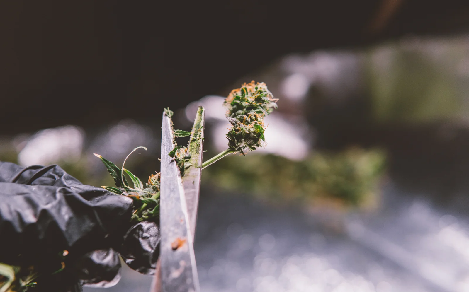 A gloved hand carefully trims a cannabis bud with scissors during harvest. This hands-on cultivation approach symbolizes the attention to detail and craft cultivation methods offered by the Top 10 Dispensaries in New Jersey.