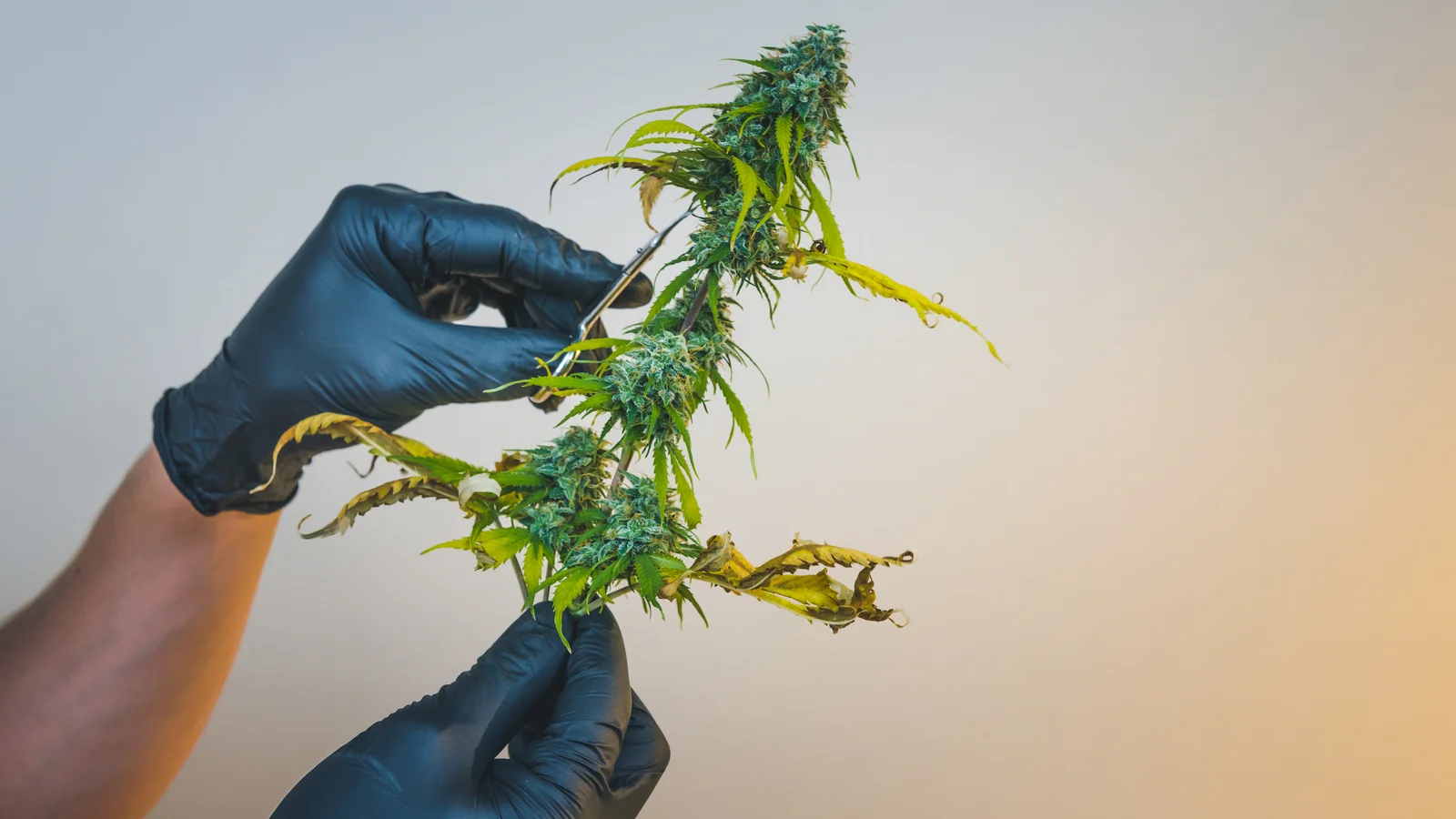 Professional trimming a cannabis plant, demonstrating cultivation expertise and compliance strategies offered by New Jersey Cannabis Consultants.