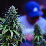 From Harvest to Cure: Different Types of Marijuana Leaves
