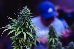 Close-up of a dense, flowering cannabis plant in focus, showcasing different types of marijuana leaves with a grower blurred in the background.