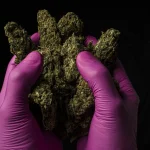 A Guide for Health Canada License Holders on Harvesting & More