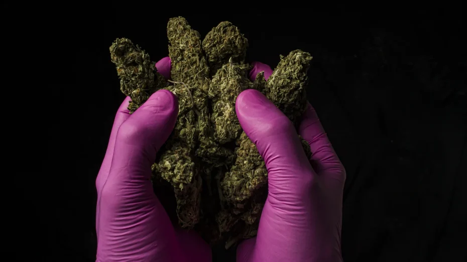 Gloved hands carefully holding multiple cannabis buds, representing quality assurance and compliance practices among Health Canada cannabis license holders.