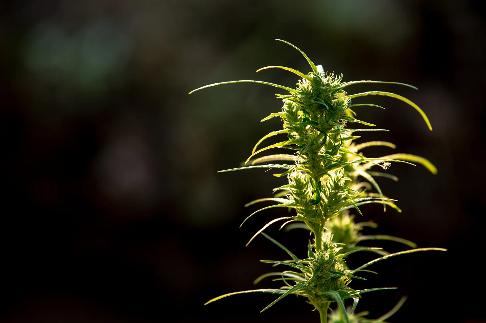 Brightly lit cannabis bud against a blurred natural background, highlighting plant structure relevant to aroma profiles in a cannabis terpenes chart.