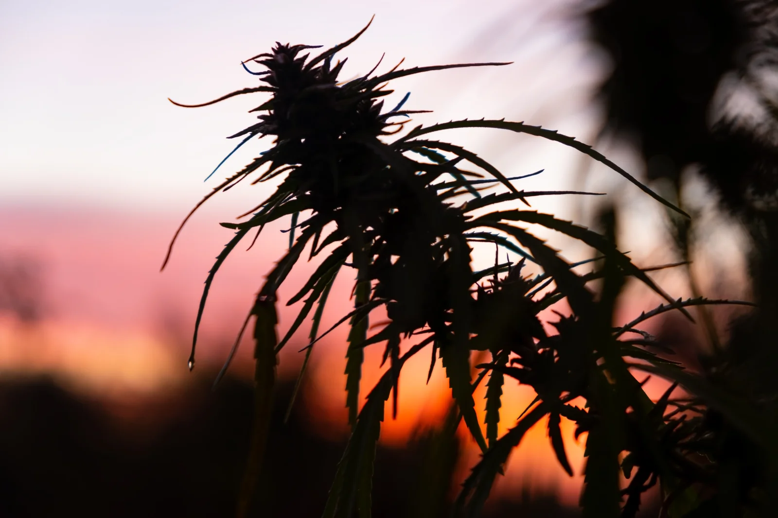 A striking silhouette of a mature cannabis plant is captured at dusk with hues of pink, orange, and purple filling the sky. This serene agricultural scene symbolizes the dedication to cultivation excellence among the Top 10 Dispensaries in Michigan.