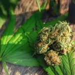 Top Cannabis Software Companies Revolutionizing the Industry