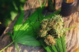 Fresh cannabis buds resting on a green leaf atop a wooden surface in natural light, illustrating cultivation tracking by a cannabis software company.