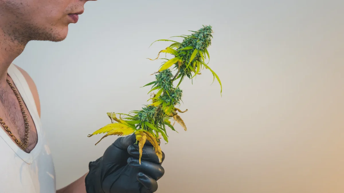 A person holds a mature cannabis flower against a plain background, showcasing raw plant material used for extracting terpenes.