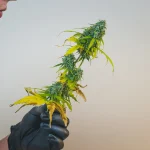 The Ultimate Cannabis Terpenes Chart: Exploring Aromas, Effects, and Benefits