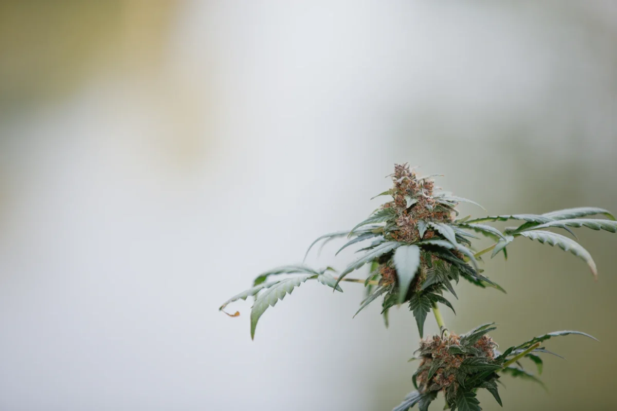 Close-up of a mature cannabis flower with frosty trichomes, symbolizing cannabis product quality assurance in outdoor cultivation.
