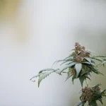 Ensuring Excellence: Cannabis Product Quality Assurance