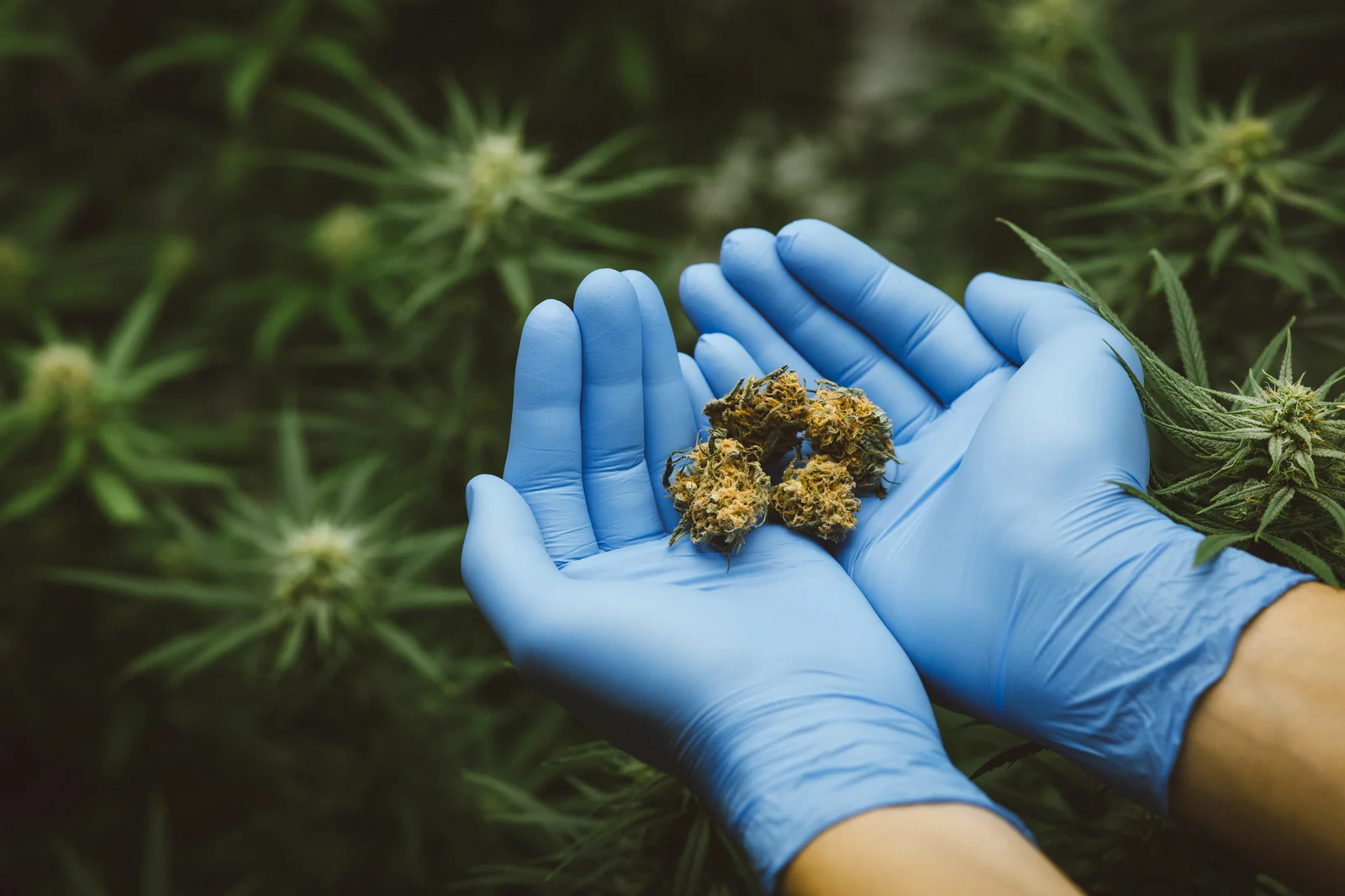 Gloved hands holding cannabis buds in a greenhouse, representing a research-driven approach to extracting terpenes for medicinal use.