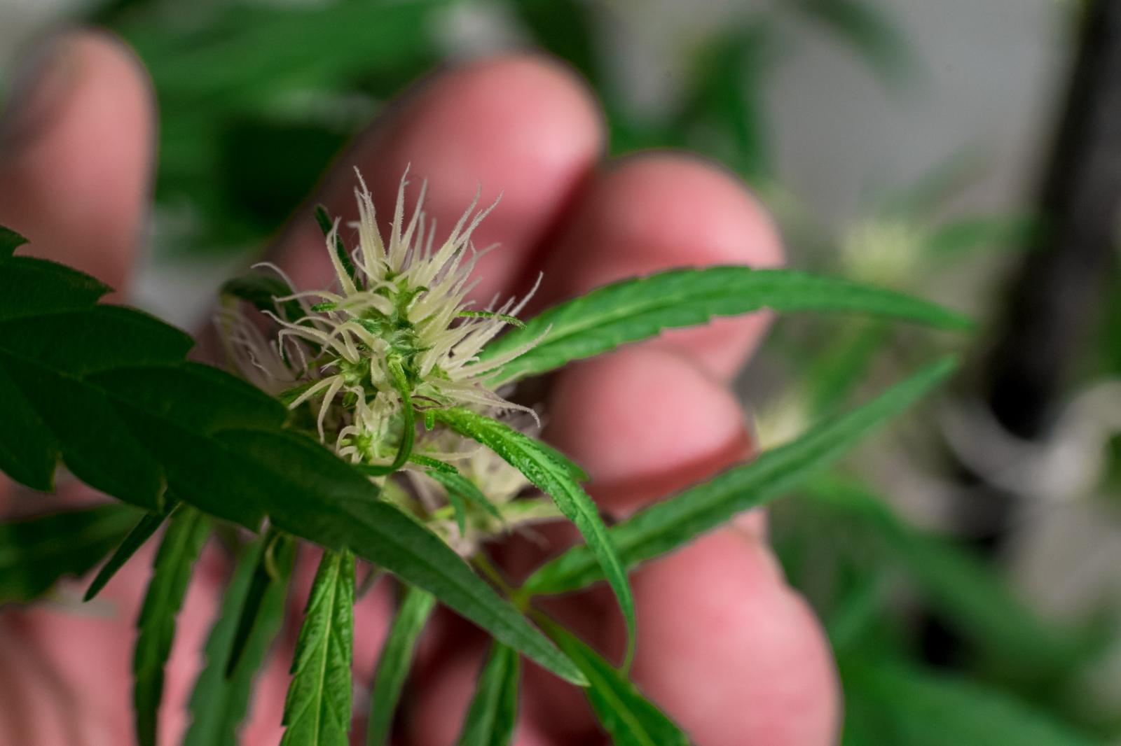 A hand gently holds a cannabis plant with delicate white flowering cannabis buds forming along the stem, highlighting early growth in a cultivation environment.