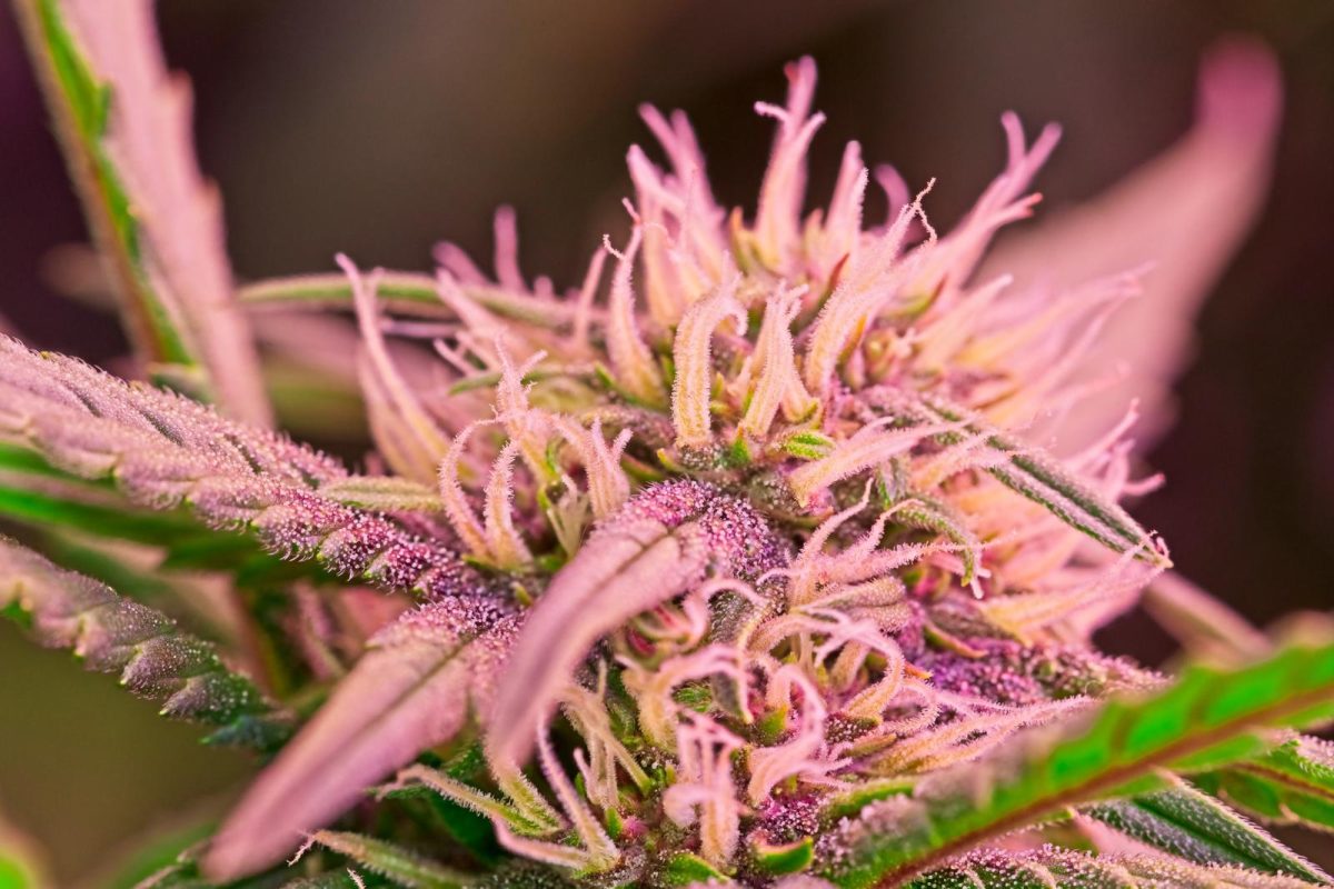 Macro shot of flowering cannabis, glowing with pink and purple hues under LED grow lights, showcasing vivid trichomes and pistils.