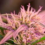 The Cannabis Flowering Stage: Key Milestones and How to Maximize Your Harvest