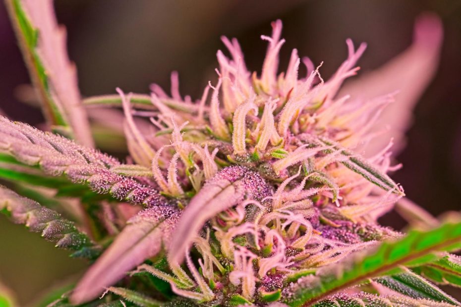 Macro shot of flowering cannabis, glowing with pink and purple hues under LED grow lights, showcasing vivid trichomes and pistils.