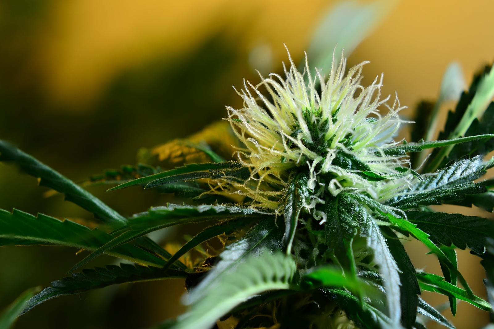 A close-up of vibrant green flowering cannabis leaves with white, spiky flowering buds emerging at the center, set against a softly blurred yellow background.