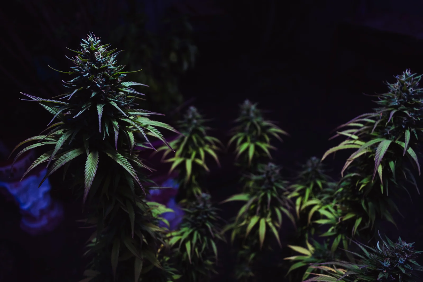 Close-up of a cannabis plant under low light, showcasing rich green leaves and dense buds—ideal for illustrating strains in a cannabis terpenes chart
