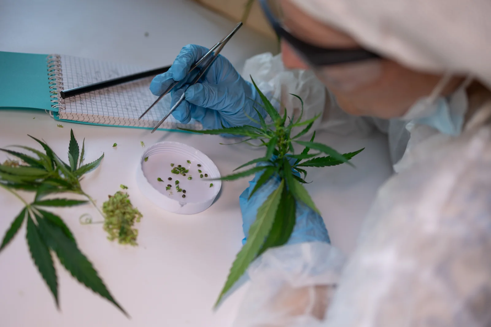 Scientist analyzing cannabis seeds and leaves in a lab, showcasing research and compliance expertise offered by Minnesota Cannabis Consultants.