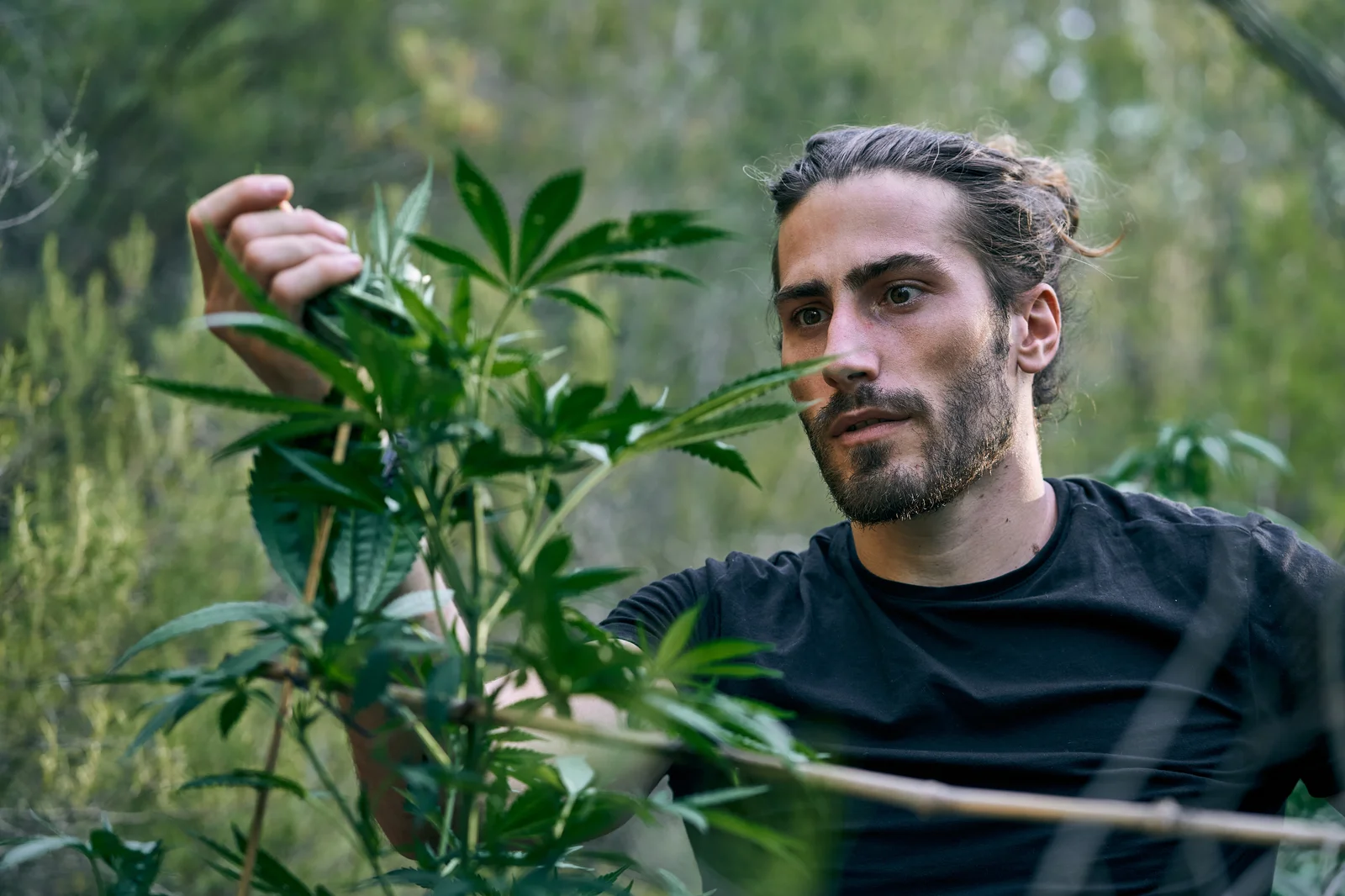 Focused young man carefully inspecting a large cannabis plant, representing hands-on cannabis product quality assurance in natural growing environments.