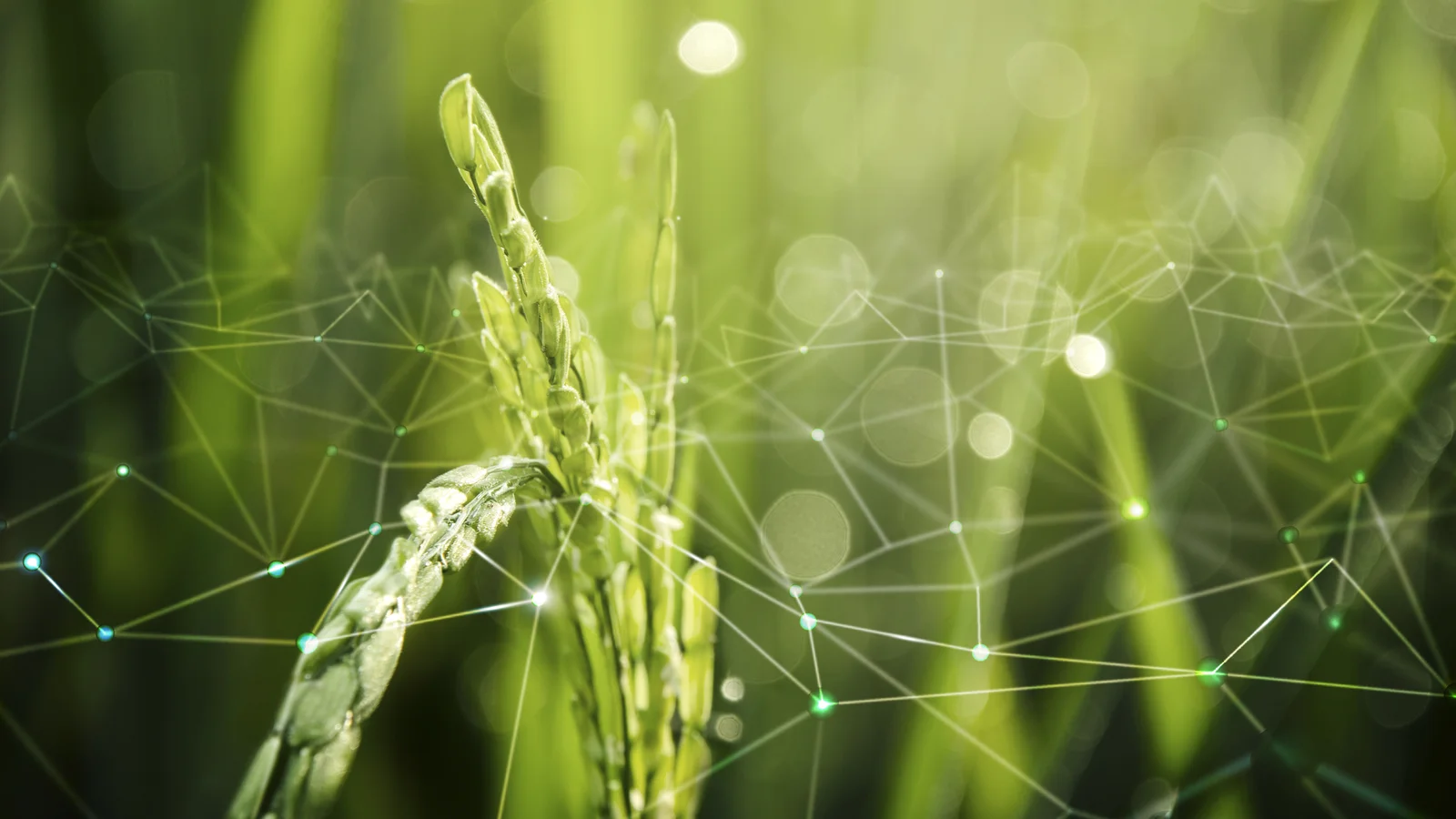 A close-up of a rice plant in a field with a digital network overlay, visualizing smart agriculture technologies backed by GMP software validation for precision and traceability.