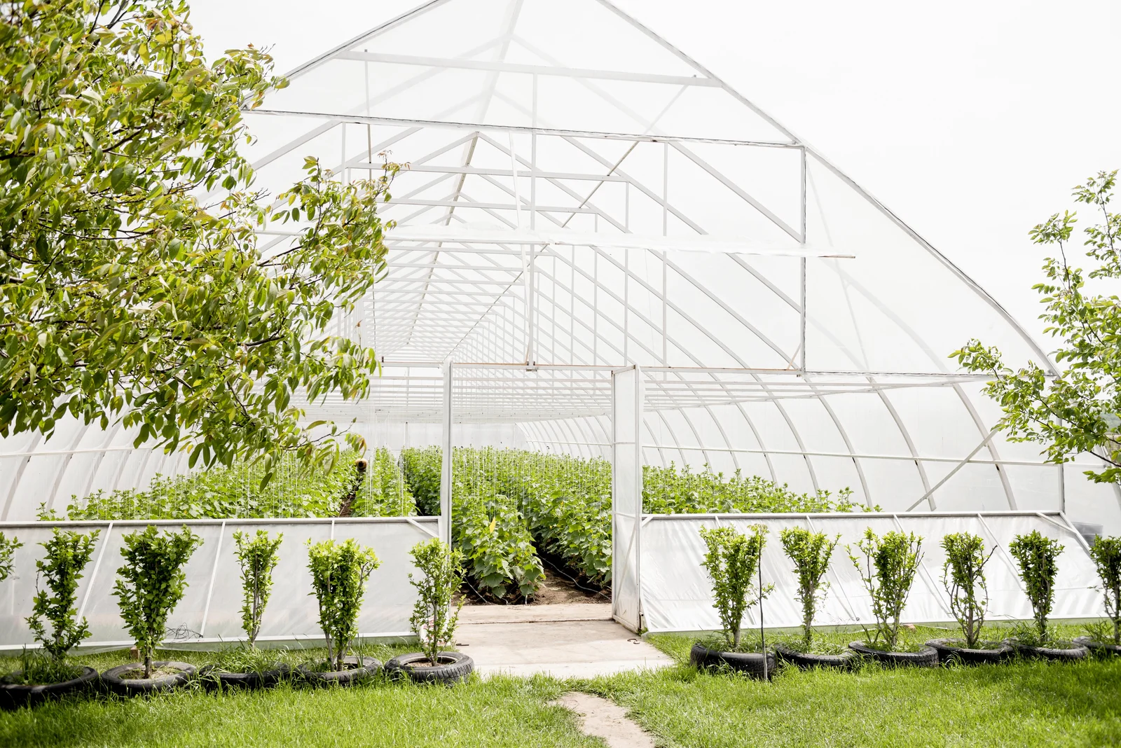 A modern greenhouse filled with rows of healthy green plants, representing agricultural environments where GMP software validation ensures consistent quality and compliance.