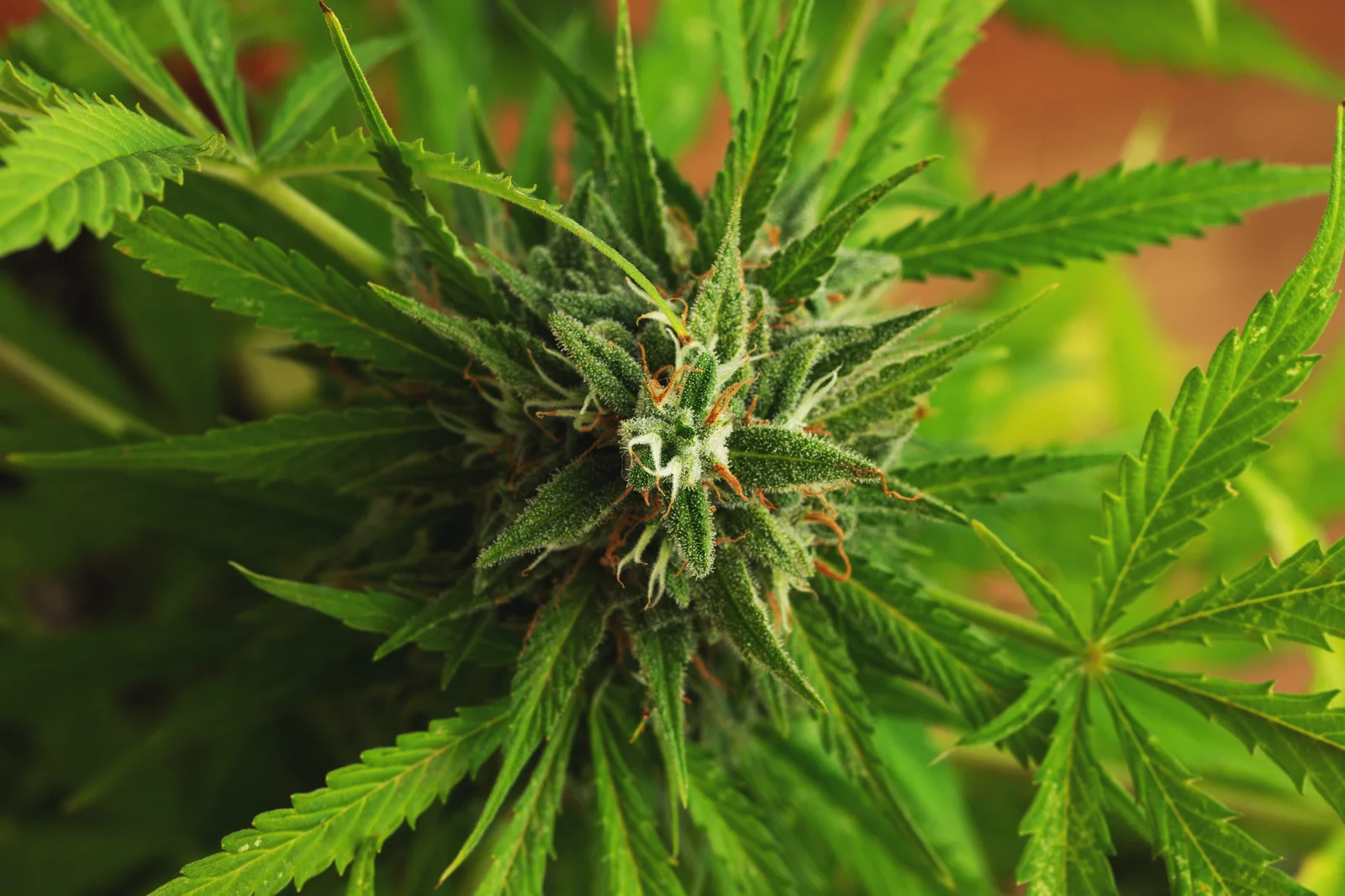 Close-up view of a green cannabis plant in full bloom, showcasing trichomes and dense leaves—highlighting compliance with cannabis regulations.
