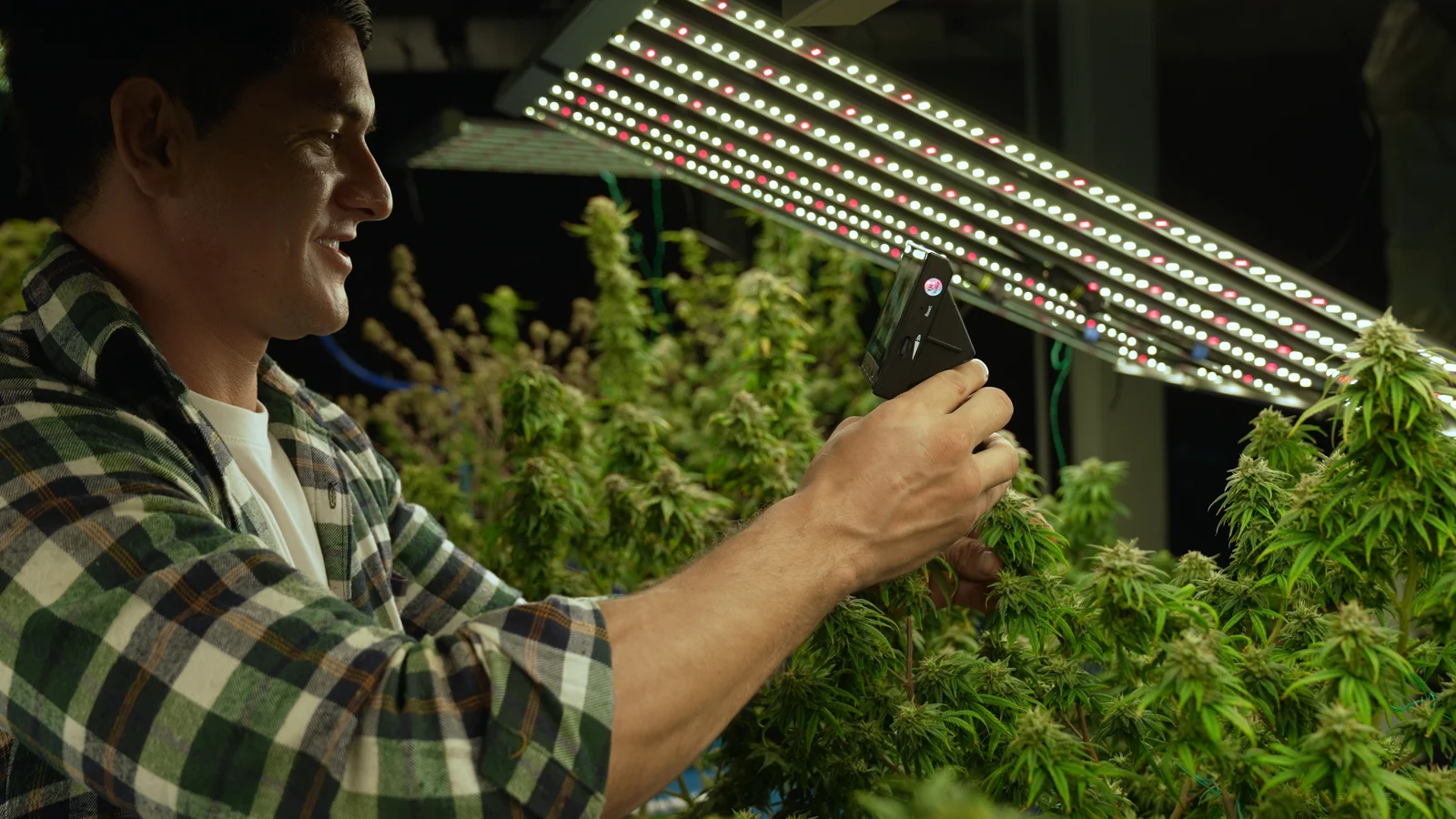 A smiling grower photographing mature cannabis buds under LED lights, documenting the final flowering stage in a seed to harvest indoor environment.
