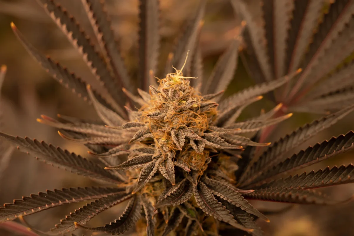 Mature cannabis bud with orange hairs and frosty trichomes under warm lighting, demonstrating cultivation practices guided by cannabis regulations.