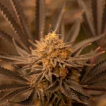 Understanding Cannabis Regulations: Navigating Legal and Compliance Challenges