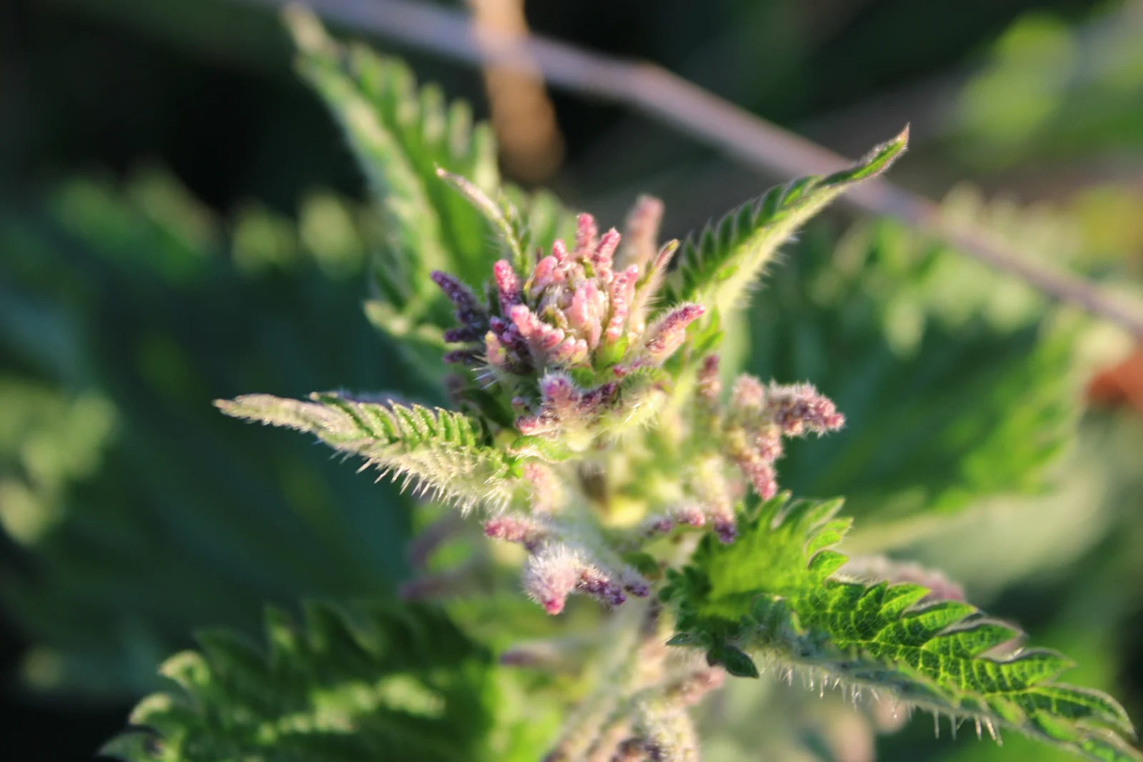 Close-up of a young cannabis plant with developing flower buds, showing the early stages of growth when people often ask how long does cannabis take to grow.