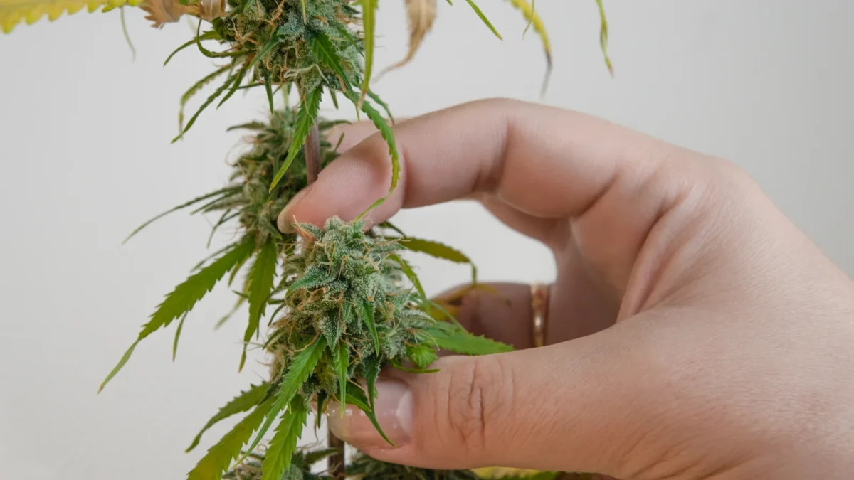 A person gently holding a mature cannabis bud on the stem, illustrating a late flowering stage and prompting the question: how long does cannabis take to grow to this point?