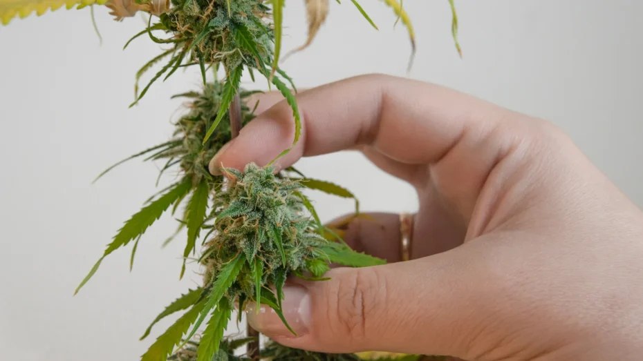A person gently holding a mature cannabis bud on the stem, illustrating a late flowering stage and prompting the question: how long does cannabis take to grow to this point?