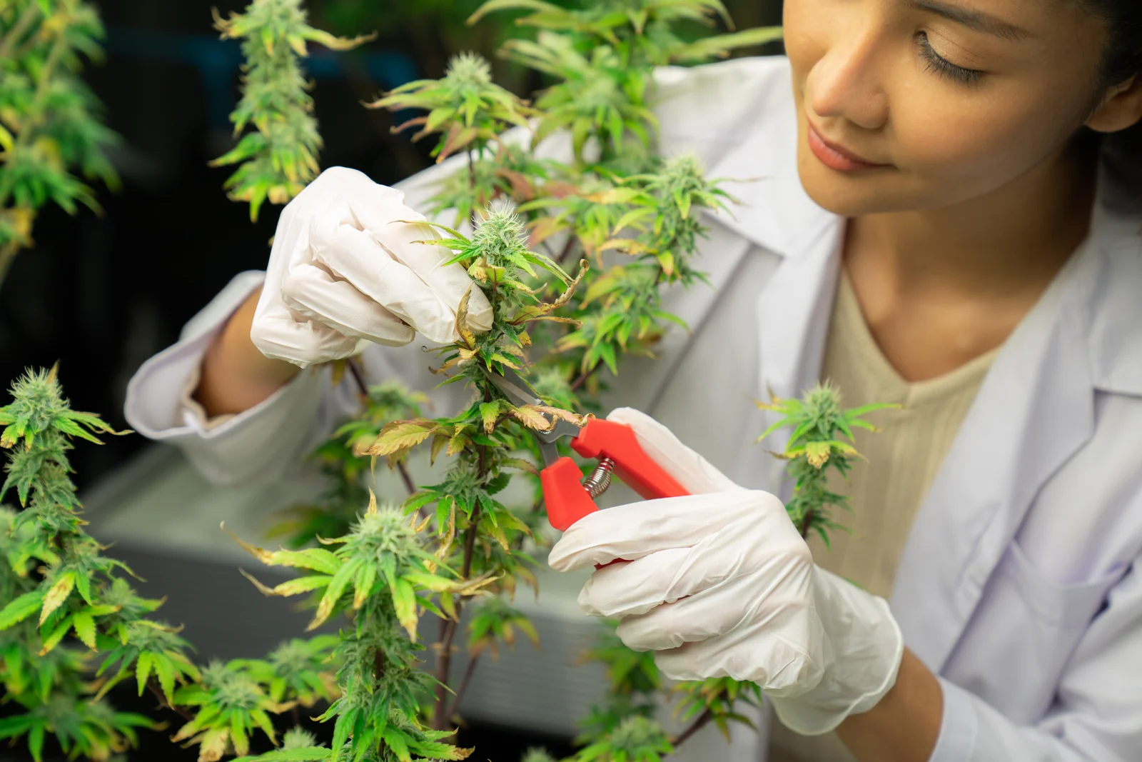 A female scientist in a white lab coat and gloves carefully trimming a cannabis plant with red-handled shears in a controlled indoor grow facility. This illustrates why is GMP important in ensuring pharmaceutical-grade cleanliness and consistency in cannabis production environments.