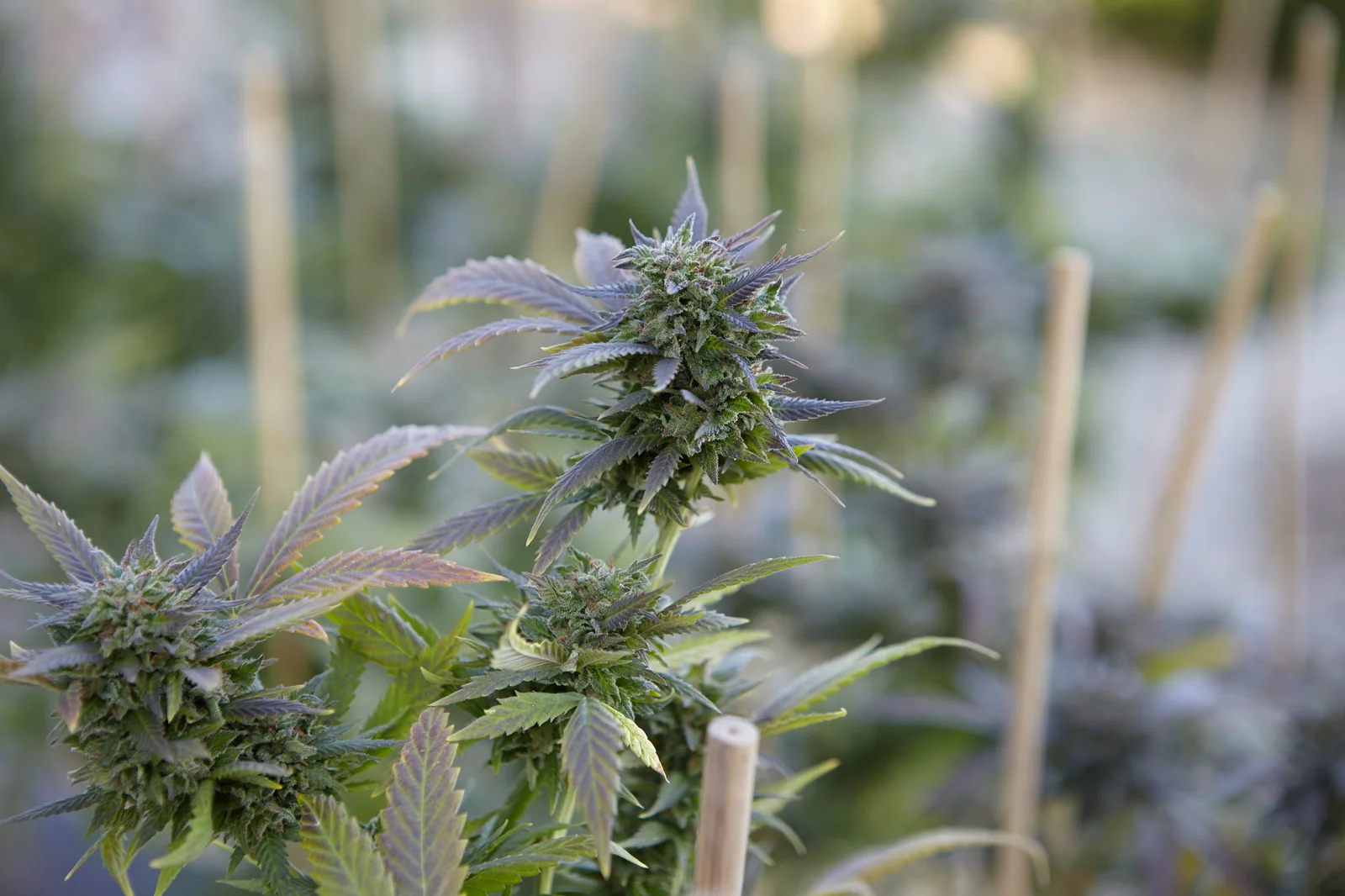 Cannabis plant in the flowering stage with healthy leaves and visible bud formation, helping identify signs for how to know when cannabis is ready to harvest.