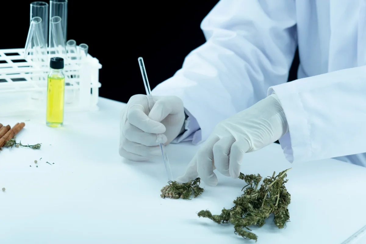 A lab technician in gloves analyzes dried cannabis buds using a pipette, showcasing scientific methods involved in learning how to grow a cannabis plant from seed.