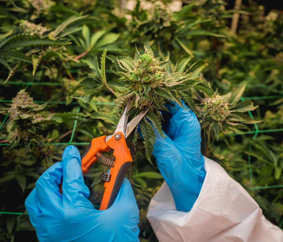 Researcher in blue gloves harvesting mature cannabis buds, representing the final stage in understanding how long to grow cannabis from seed.