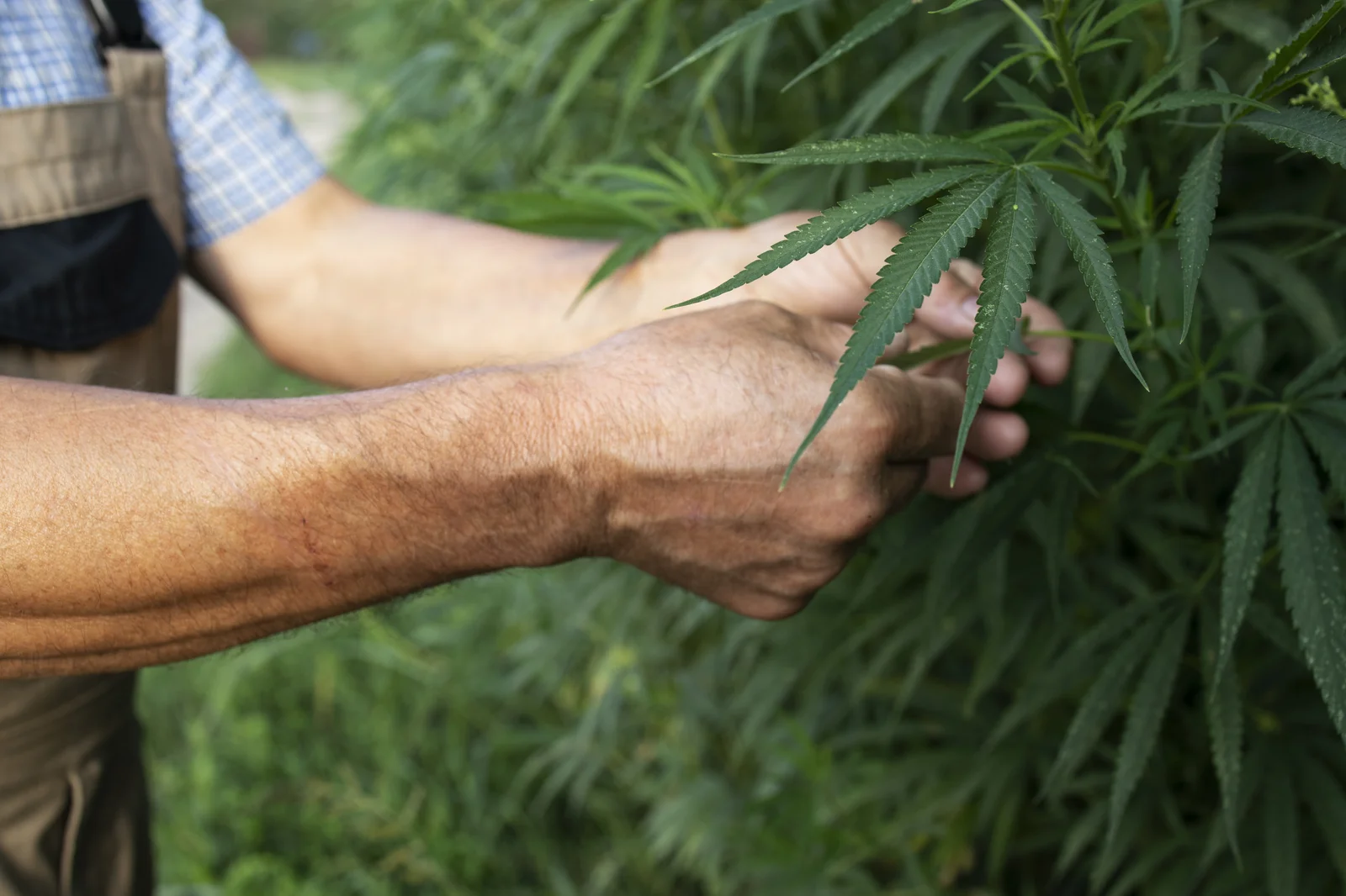 Farmer’s hands examining cannabis leaves in a field, showcasing practical, outdoor techniques on how to prune cannabis plants for better yield and airflow.